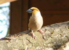 Hawfinch Hawfinch